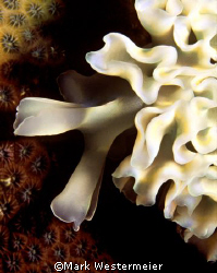 Lettuce Slug - Image taken in Bonaire with a Nikonos V, 3... by Mark Westermeier 